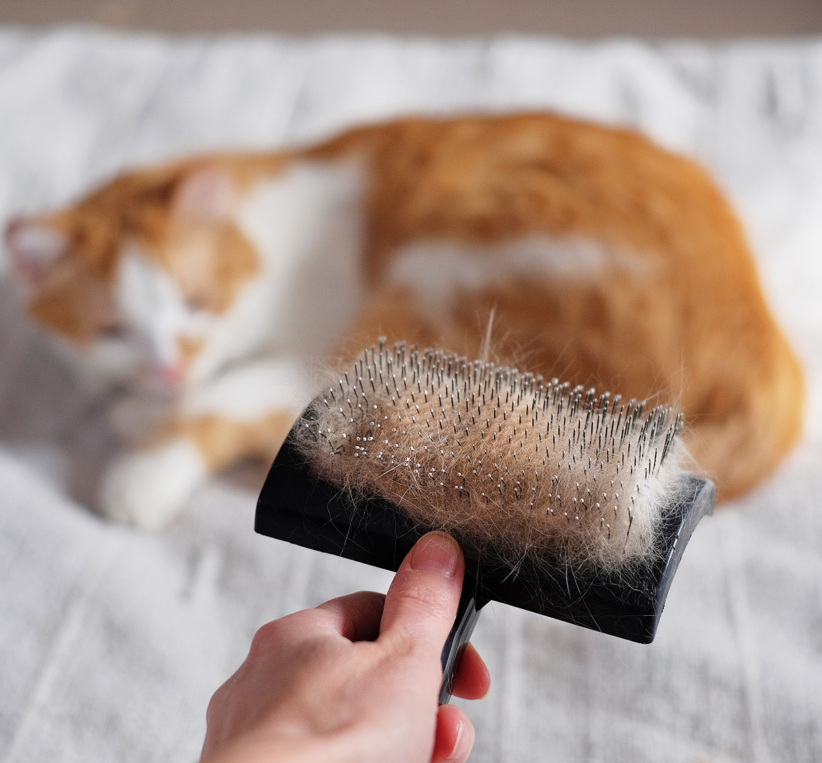 pet hair removal cleaning service