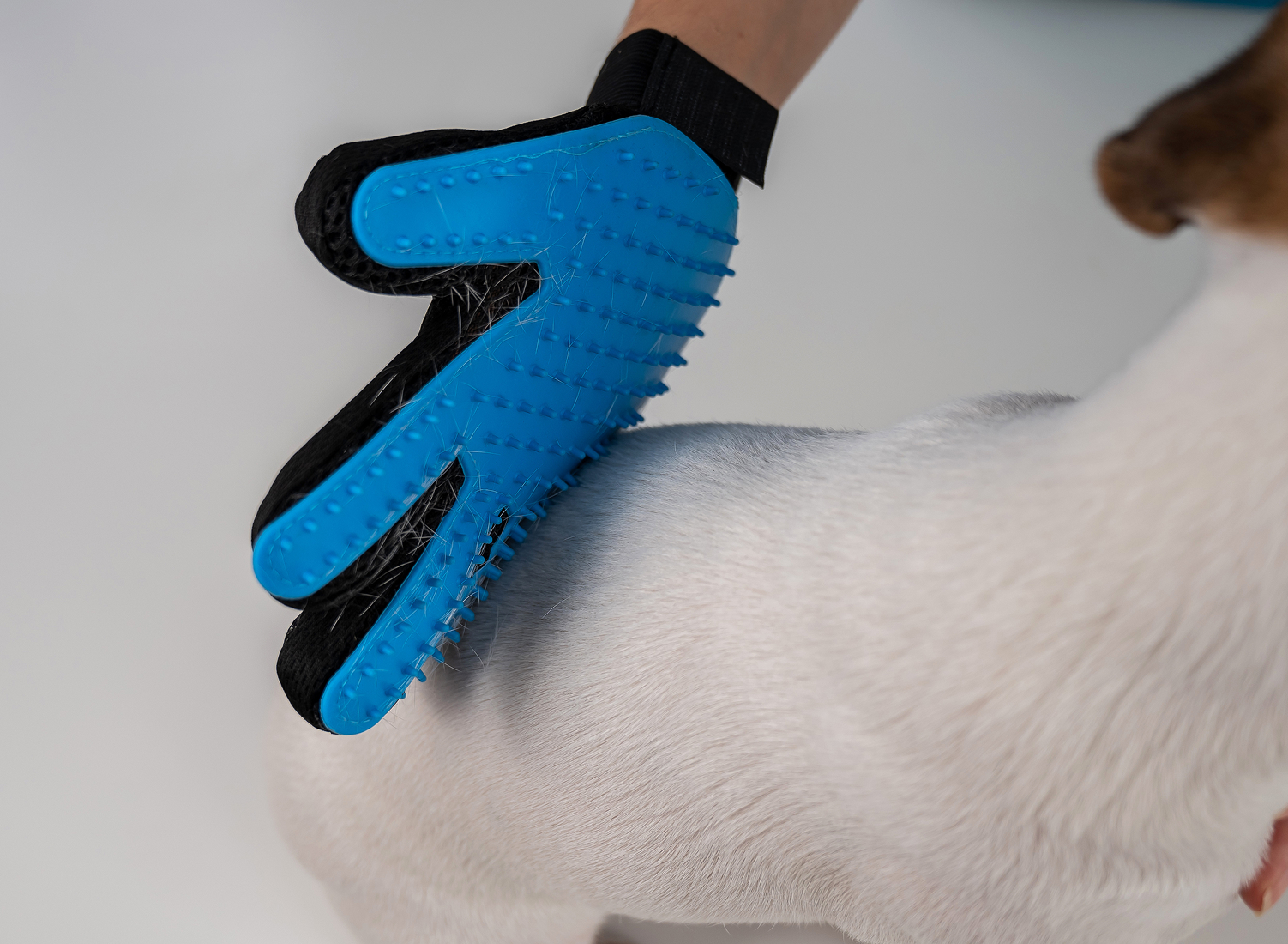 pet hair removal cleaning service